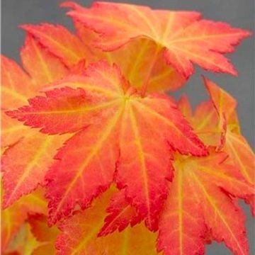 Acer palmatum Orange Dream - Special Japanese Maple