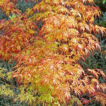 Acer palmatum Orange Lace - Lace Leaf Japanese Maple