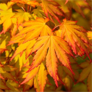 Acer palmatum Cascade Gold - Golden Foliage Weeping Waterfall Japanese Maple - LARGE Tree
