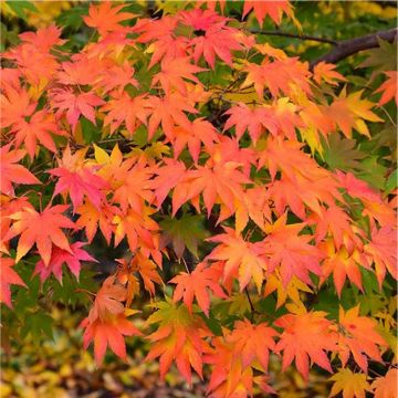 Acer palmatum - Japanese Maple Tree