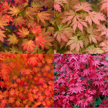 Acer palmatum 'Ariadne' -  Exquisite Japanese Maple