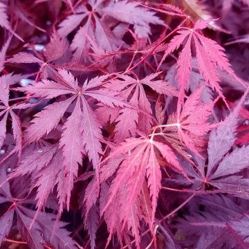 Acer palmatum Black Lace - Japanese Maple - circa 100-120cms tall