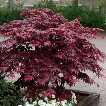 Acer palmatum atropurpureum - Purple Japanese Maple - Brilliant Red Autumn Colour