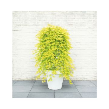 Acer palmatum 'Cascade Citrine' -  Golden Foliage Weeping Waterfall Japanese Maple - LARGE Tree