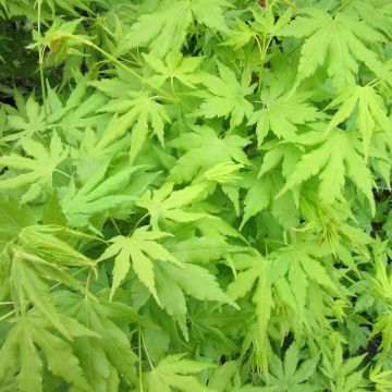 Acer palmatum Going Green - Autumn Orange