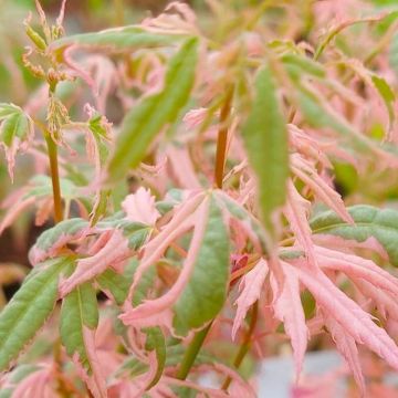 Acer palmatum Ijoshi