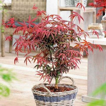 Acer palmatum Starfish - Japanese Maple