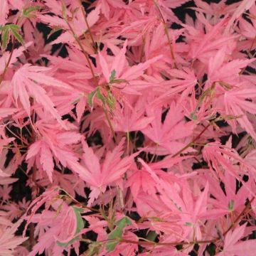 Acer palmatum Taylor - Pink Japanese Maple