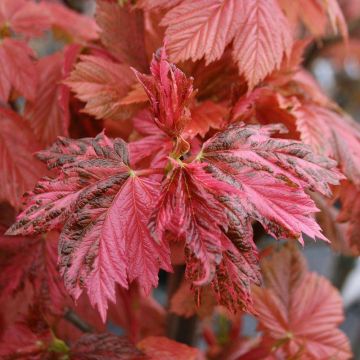 SPECIAL DEAL - Acer pseudoplatanus Simon-louis Freres - Variegated Sycamore Tree - circa 120-140cm