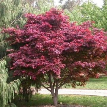 Acer palmatum Red Emperor - Japanese Maple - LARGE circa 120cm