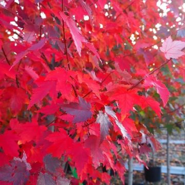 Acer rubrum Sun Valley - American Red Maple - Circa 100-120cms tall