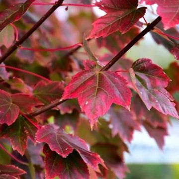 Acer rubrum Brandywine