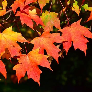 Acer saccharum - Grow your own Maple Syrup Tree!