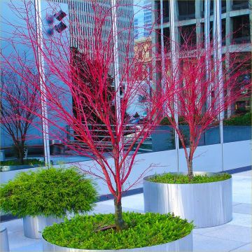 WINTER SALE - Acer palmatum Sango Kaku - Coral Bark Maple - Large 6-7ft