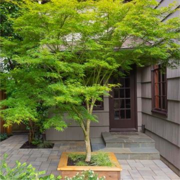 LARGE 80-100cm Specimen Acer palmatum dissectum Seiryu - Japanese Maple Tree