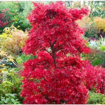 Acer palmatum Shaina - Japanese Maple LARGE circa 135-165cm