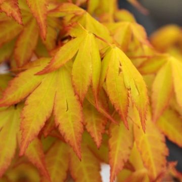 SPECIAL DEAL - Acer palmatum 'Summer gold'