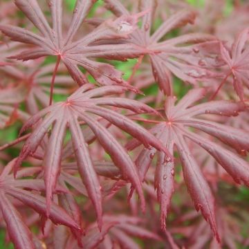 Large Acer Japanese Maple Tree - Acer palmatum Trompenburg - 120-150cms