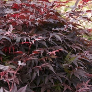 Acer palmatum Pixie