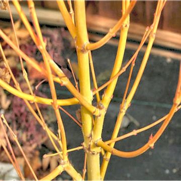 Acer palmatum Bihou - Bi Ho Golden Bark Japanese Maple Bi Hoo - Large 100-120cm Tree