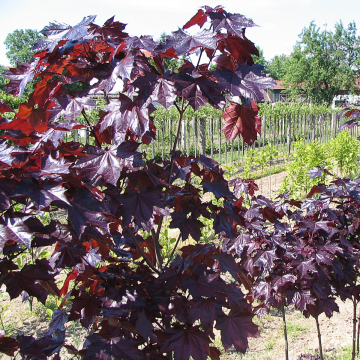 Acer platanoides 'Crimson King' - Purple Norway Maple