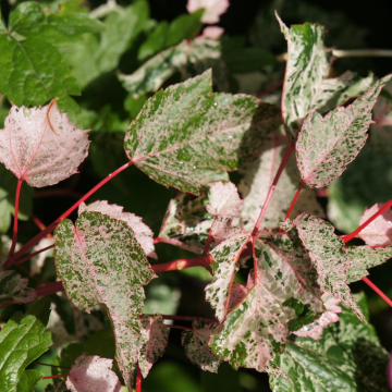 Acer 'Esk Flamingo' - Snakebark Maple