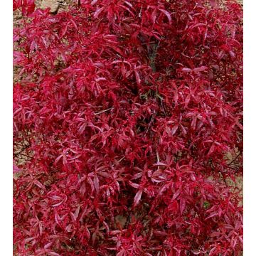 Acer palmatum Beni-Komachi