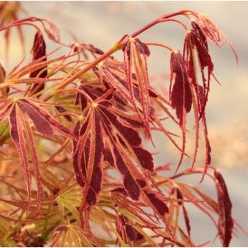 Acer palmatum Manyo-no-sato - Rare Japanese Maple