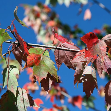 Acer rubrum Red Sunset - Circa 120-140cms tall