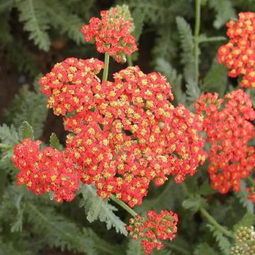 Achillea Safran