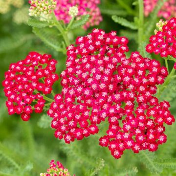 Achillea millefolium Vintage Red