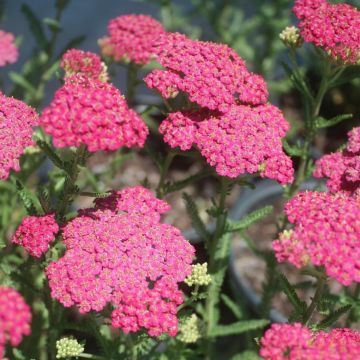 Achillea millefolium Vintage Rose