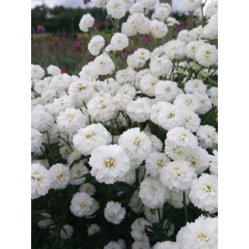 Achillea ptarmica 'Peter Cottontail'