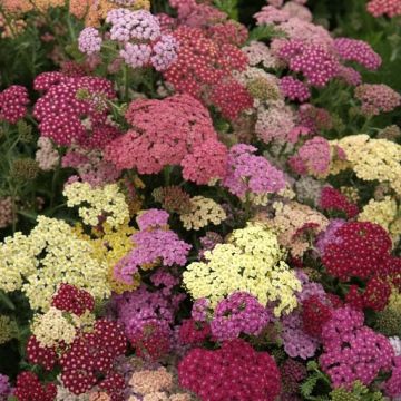 Achillea millefolium Summer Pastels - Yarrow