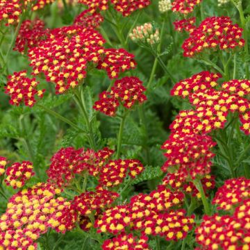 Achillea millefolium Milly Rock Red - Yarrow