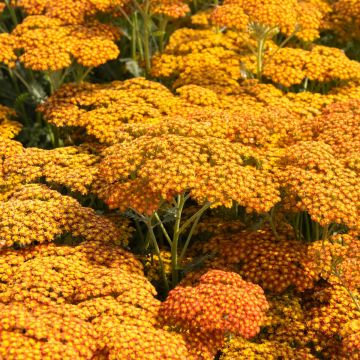 Achillea millefolium 'Walther Funcke' - Yarrow