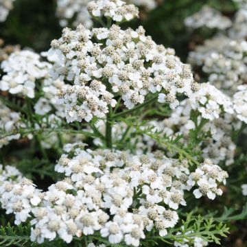 Achillea millefolium Vintage White - Yarrow