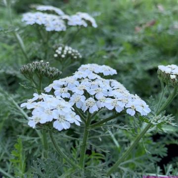 Achillea millefolium Vintage White - Yarrow