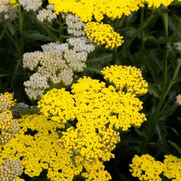 Achillea millefolium Sassy Summer Lemon - Yarrow