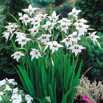 Gladiolus murielae - Acidanthera Pack of 50