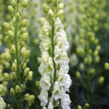 Aconitum napellus 'Album'