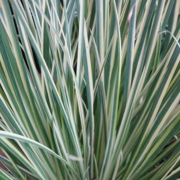 Acorus gramineus 'Argenteostriatus' - Variegated Sweet Flag