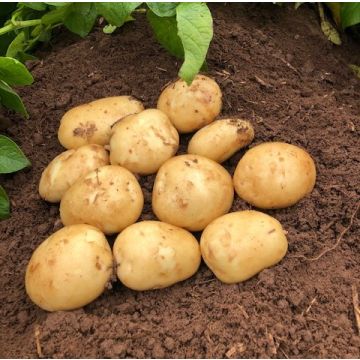 SPECIAL DEAL - Acoustic - Second Early Seed Potatoes - Pack of 10