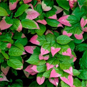 Actinidia kolomikta