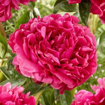 Paeonia lactiflora - Peony - Adolphie Rousseau