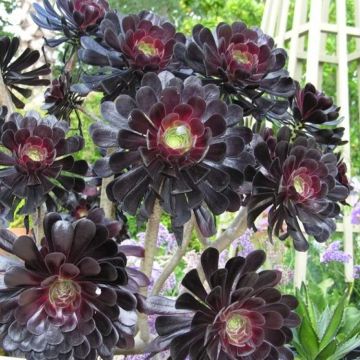 Aeonium arboreum var atropurpureum Zwartkop - 'Schwarzkopf' - Black tree Aeonium