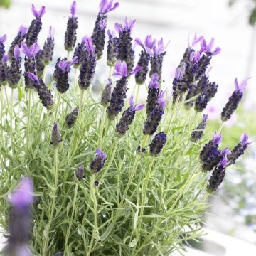 French Lavender in Bud & Bloom - Lavender stoechas Anouk - Midnight Purple Lavendula