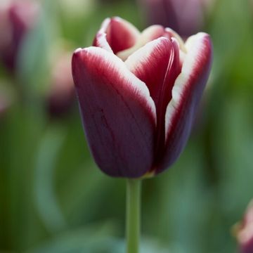 Tulip African King - Pack of 12