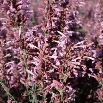 Agastache cana 'Heather Queen'