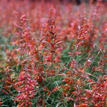 Agastache rupestris 'Apache Sunset'